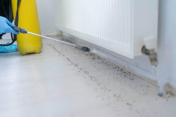 Best Flea Control Services  in Central Point, OR